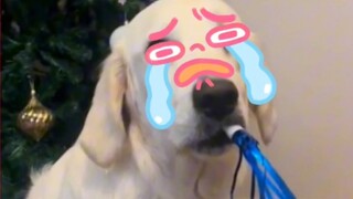 Comfort dogs: I should have chosen the guide dog major earlier