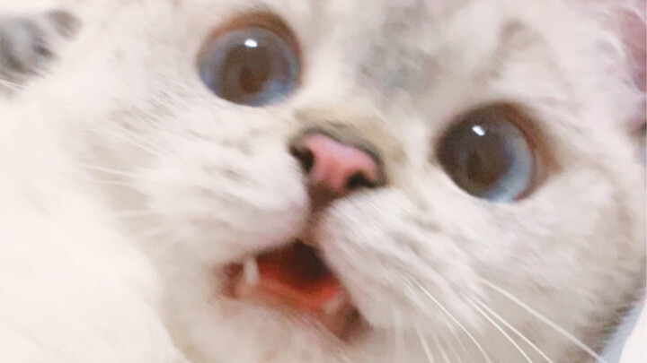 【NALA】หยุดชั่วคราว แคปหน้าจอ สติกเกอร์มีม