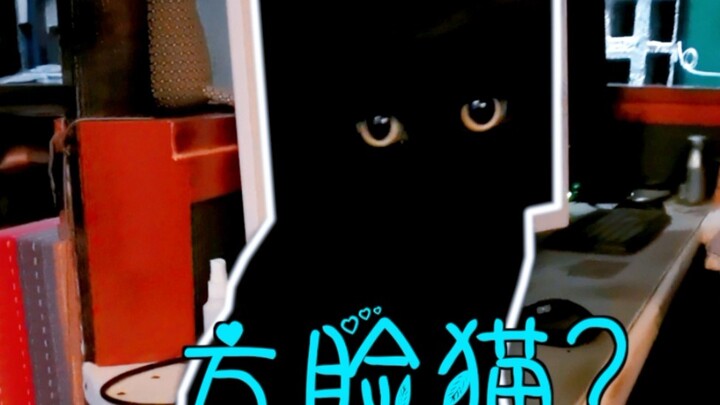 ใครมีเคล็ดลับเด็ดๆ จัดการแมวซ่อนตัวบ้าง? บอกหน่อยสิ!