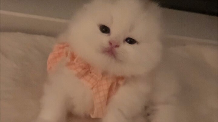 So cute, this fluffy little kitten!