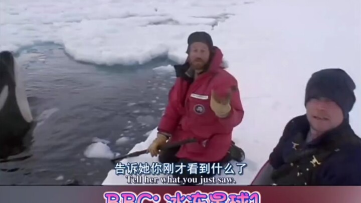 虎鲸突然岀现！