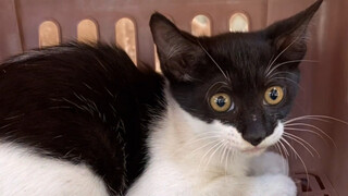 Instead of buying it, we kidnapped them—finally catching both the tricycle and the blurry-faced guy!