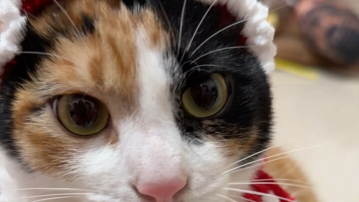 Có vẻ như nó biết các bạn đang chơi khăm nó.