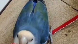 This is a good tooth, no wonder the parrot bite is so painful