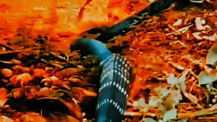 belt❌ snake ✅ funny video