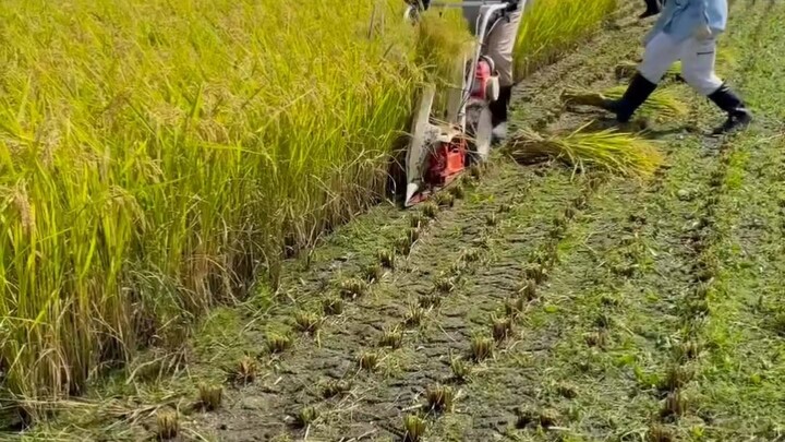 AGRICULTURE FARM