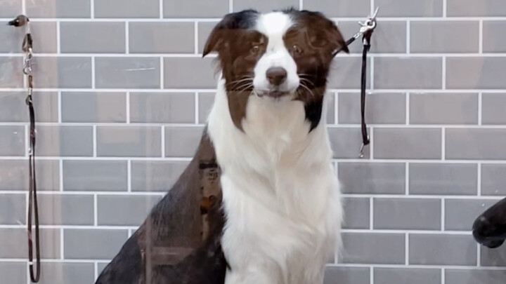 ลักษณะที่น้องหมาเลือกของเล่นด้วยตัวเองนั้นช่างเหมือนเด็กเล็กเสียจริงๆ