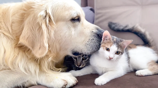 Golden Retriever เป็นเพื่อนที่ดีที่สุดสำหรับลูกแมวตัวน้อย!