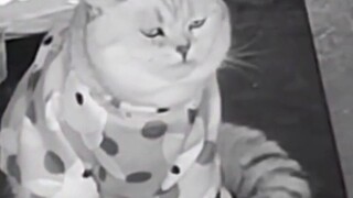 #Mèo: Căn nhà này thật sự không thể ở thêm một giây nào nữa!!! Ai đó đưa hai đứa nó đi đi!!! #Giải t