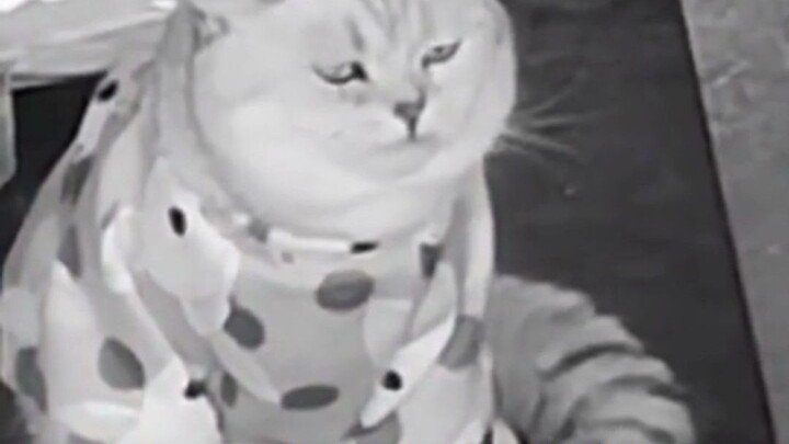 #Mèo: Căn nhà này thật sự không thể ở thêm một giây nào nữa!!! Ai đó đưa hai đứa nó đi đi!!! #Giải t