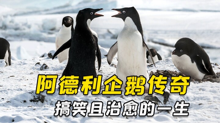 The Light of the Right Path: Big Brother Penguin Makes His Debut!