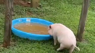 Aku punya video kamu sedang mandi