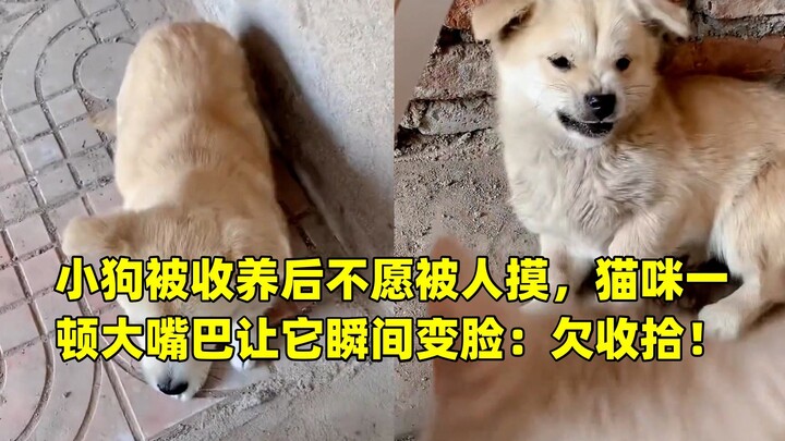 Anjing kecil yang baru diadopsi enggan disentuh orang, tapi satu tamparan keras dari kucing langsung