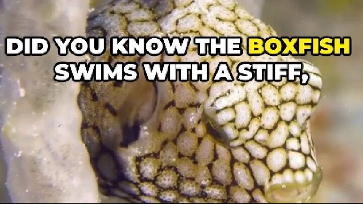 Boxfish: The Cube-Shaped Swimmer with a Secret