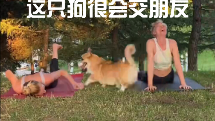 عندما جئتُ مع صديق إلى الحديقة لأمارس اليوغا، اتضح أن هذا الكلب بارع في تكوين الصداقات.