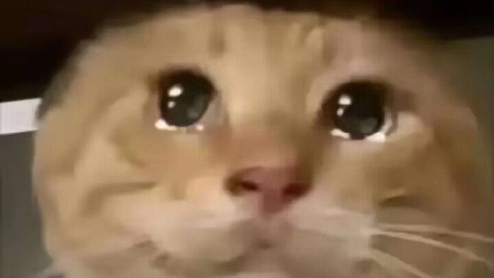 🐱“终基一生 满是遗憾”🐱