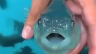 สวยงามมาก ทรงพลังมาก