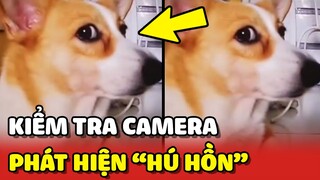 Sen HÚ HỒN với "KHUÔN MẶT ĐANH ĐÁ" của bé Corgi khi kiểm tra camera 😂 | Yêu Lu