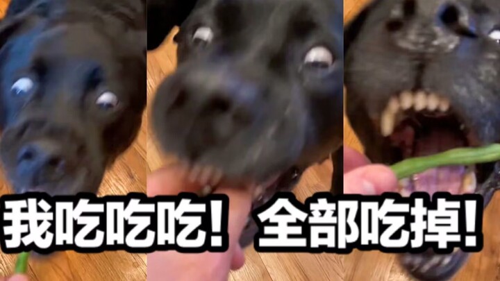 لالة في بث الأكل: ها أنا أكل وأكل وأكل! اتركوني وشأني! سأستمر في الأكل والأكل والأكل!