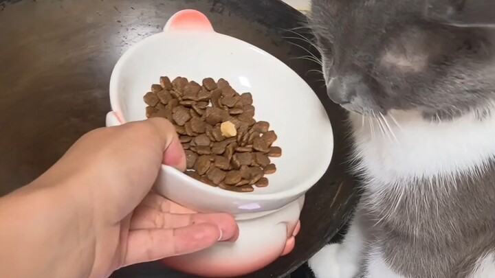 Cat: What did you say? The cat-food-frying spatula went on a date? Are you serious?