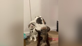 Quạo phết đấy mèo cat trending DieuNhay10XTuTin catsoftiktok