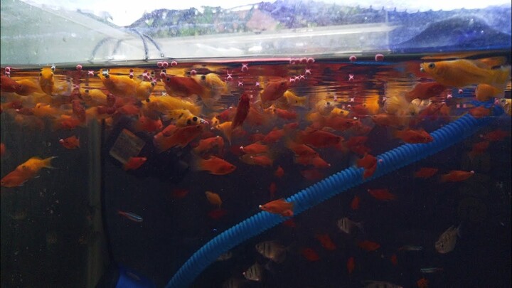 ADA IKAN MOLLY CANTIK LORENG, WARNA ORANGE HITAM