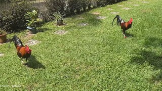 GULL VS BUTCHER