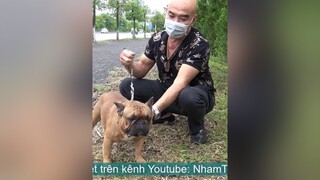 T3: Đón Bull Pháp tại Sân Bay nhamtuattv nhamtuat nttv chó chó_cưng thúcưng