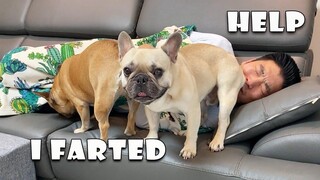 สุนัขของฉันจะทำอะไรเมื่อฉันกลับถึงบ้านและเข้านอนทันที