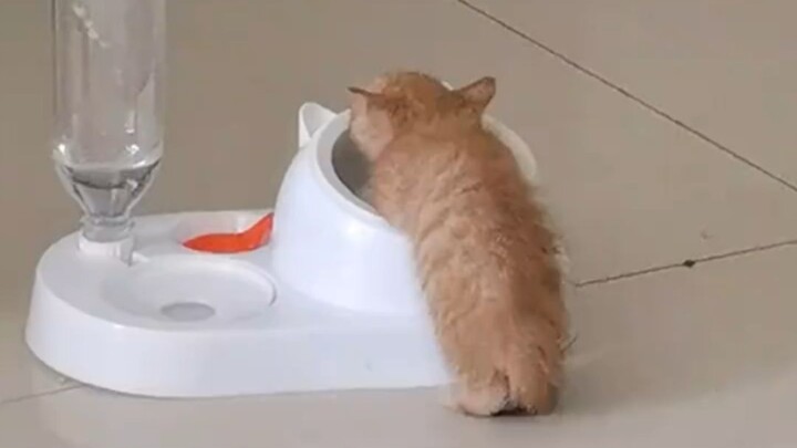 "Rice-Eating Kitten"