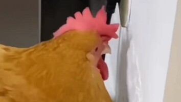 Kun Kun ngapain di sini?