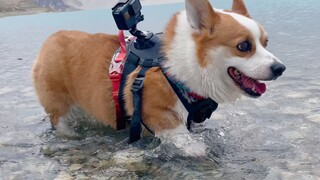 Corgi: Air di sini dalamnya 8 sentimeter, akhirnya aku bisa bermain air!