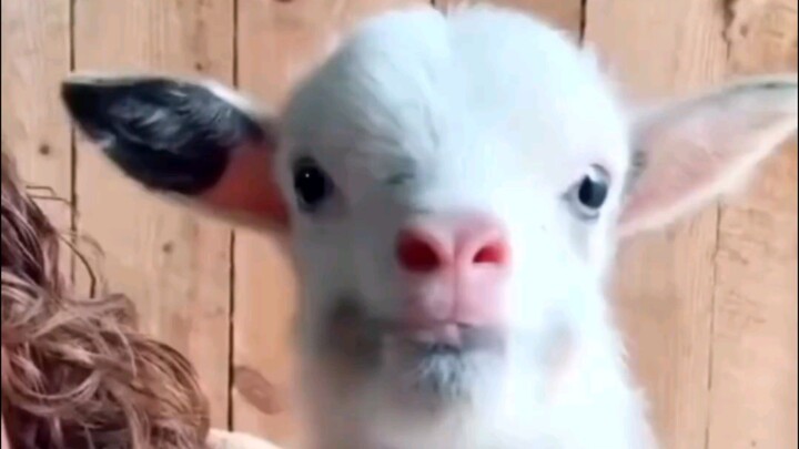 video paling lucu sedunia