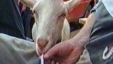 Funny Animal Videos : Funny Goat : Smoking