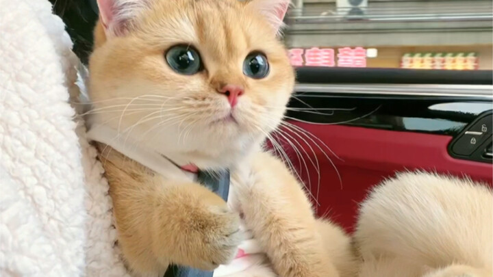 หลอกพ่อกับแม่ว่าจะพาลูกสาวกลับบ้านไปฉลองปีใหม่ ไม่รู้ว่าพวกเขาจะดีใจมั้ยนะ?