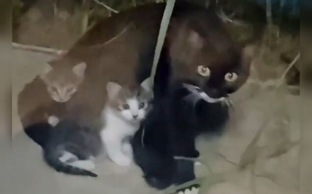Cô gái thường xuyên cho mèo hoang ăn, mèo mẹ dẫn con đến gặp cô ấy