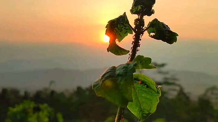senja