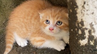 The stray cat mother actually gave me a little orange! !