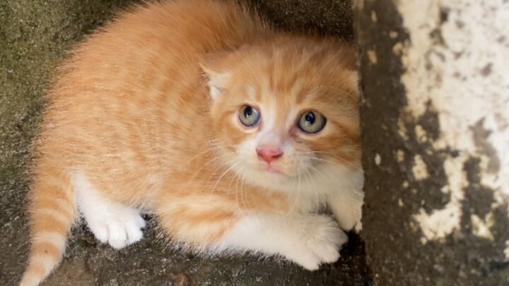 Ibu kucing liar sebenarnya memberiku sedikit jeruk! !