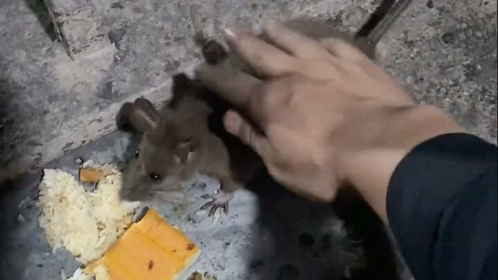 Raising a big rat in the mine, feeding it some rice and bread.