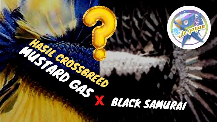 Hasil Crossbreed Mustard gas x Black samurai, video ini akan jawab rasa penasaran anda
