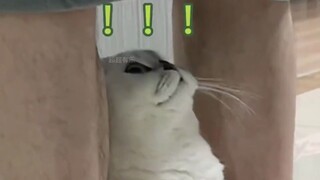 Pelihara kucing sebentar, manfaatkan kucing...