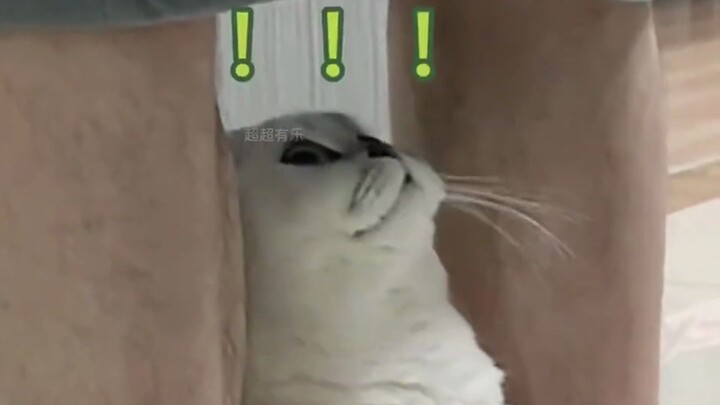 Raise a cat for a while, use a cat...