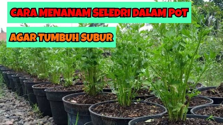 CARA MENANAM SELEDRI DALAM POT AGAR TUMBUH SUBUR