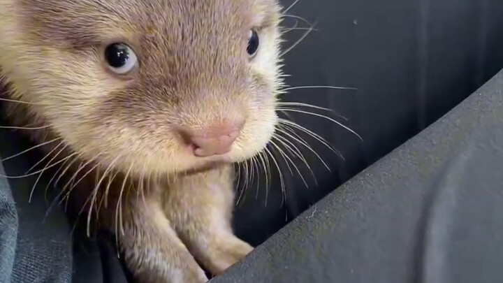 ว้าววว～ตอนเด็กๆ สัตว์พวกนี้น่ารักเกินไปแล้วนะ!