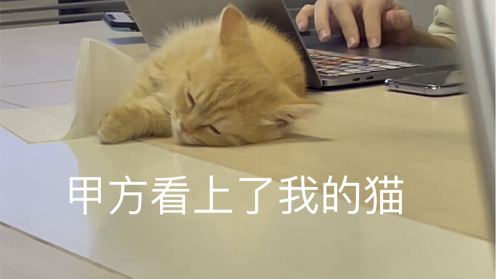 Brothers, since I’ve got a cat, am I about to find love?