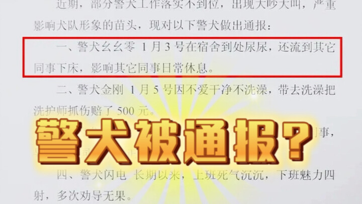 Chó cảnh sát bị phê bình: Đi làm thì uể oải, tan ca thì quyến rũ hết nấc!