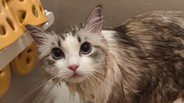 Ba tôi lại lừa tôi vào để rửa!