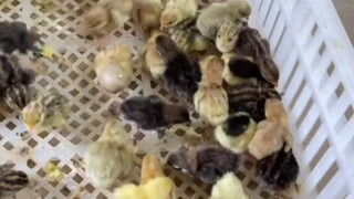 Còn rất nhiều gà con đang chờ được cho ăn!