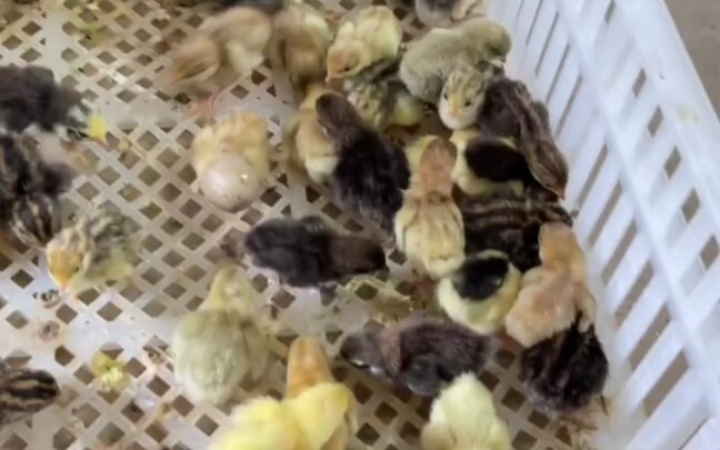There are a bunch of more chicks waiting to be fed!